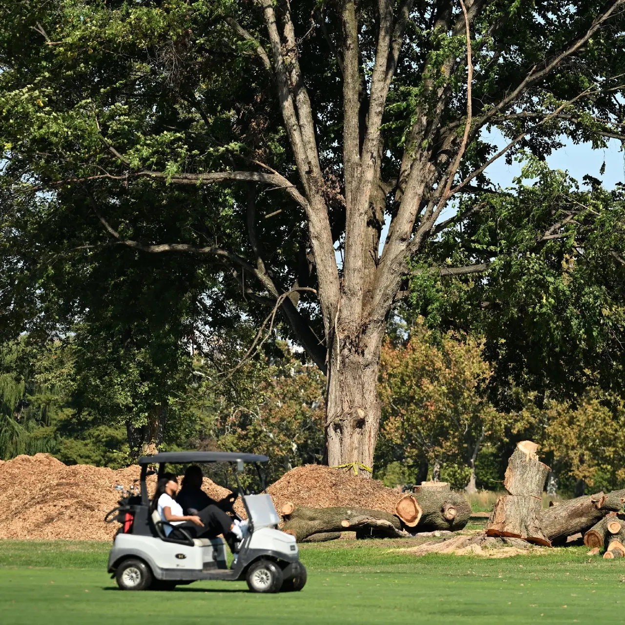 Golf cart passes felled tree logs and wood chip piles beside a large tree on a golf course