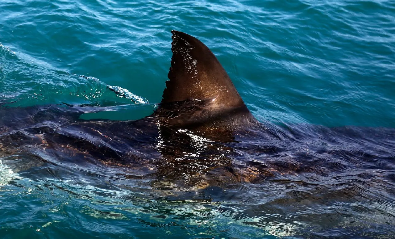 Large shark dorsal fin and body breaking the surface of teal ocean water