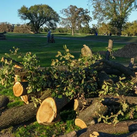 Felled tree trunks and cut branches piled on grass at a golf course, with distant people and trees