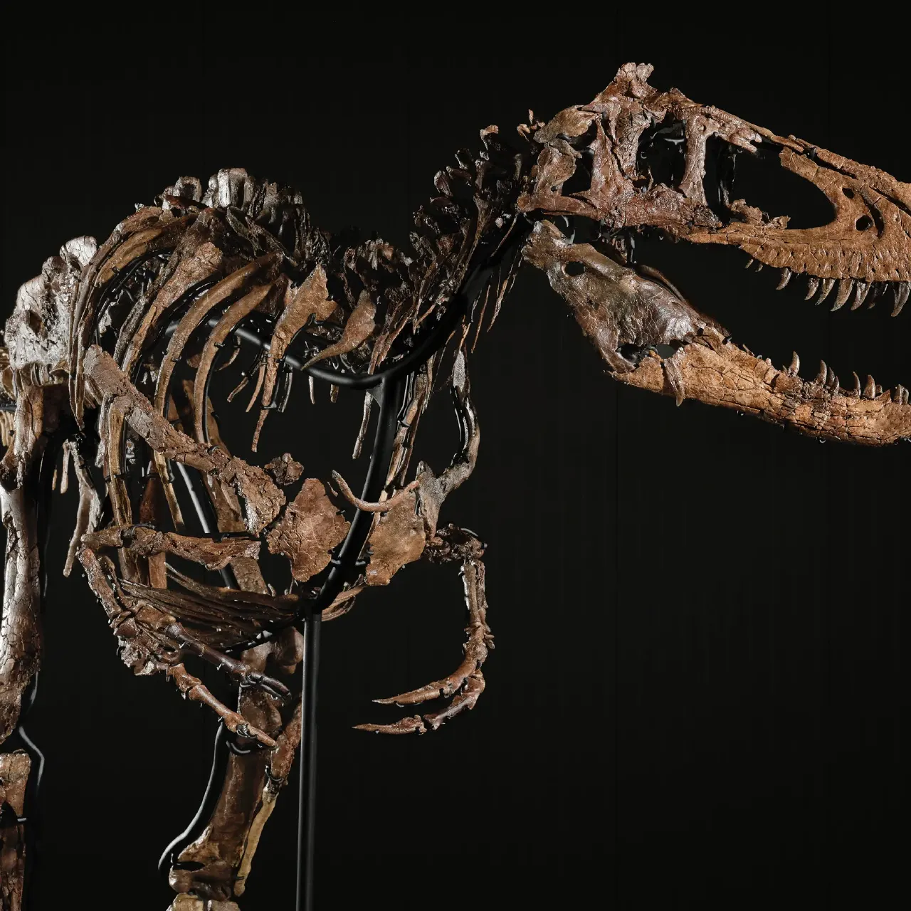 Dinosaur skeleton mounted on a black stand against a dark background, showing skull and ribs.