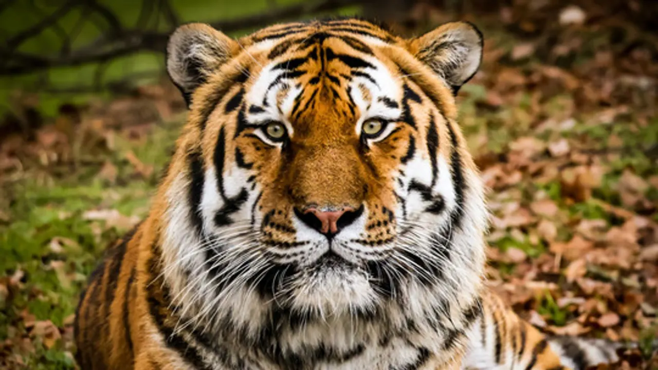 Close-up of a Siberian tiger resting on autumn leaves, looking directly at the camera.