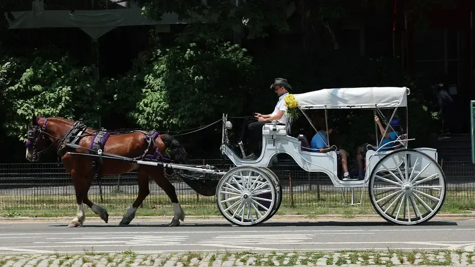 White horse-drawn carriage with a driver and brown horse on a park street, tourists seated behind.