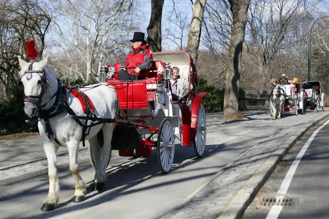 White horses pulling a red carriage with passengers along a tree-lined park road