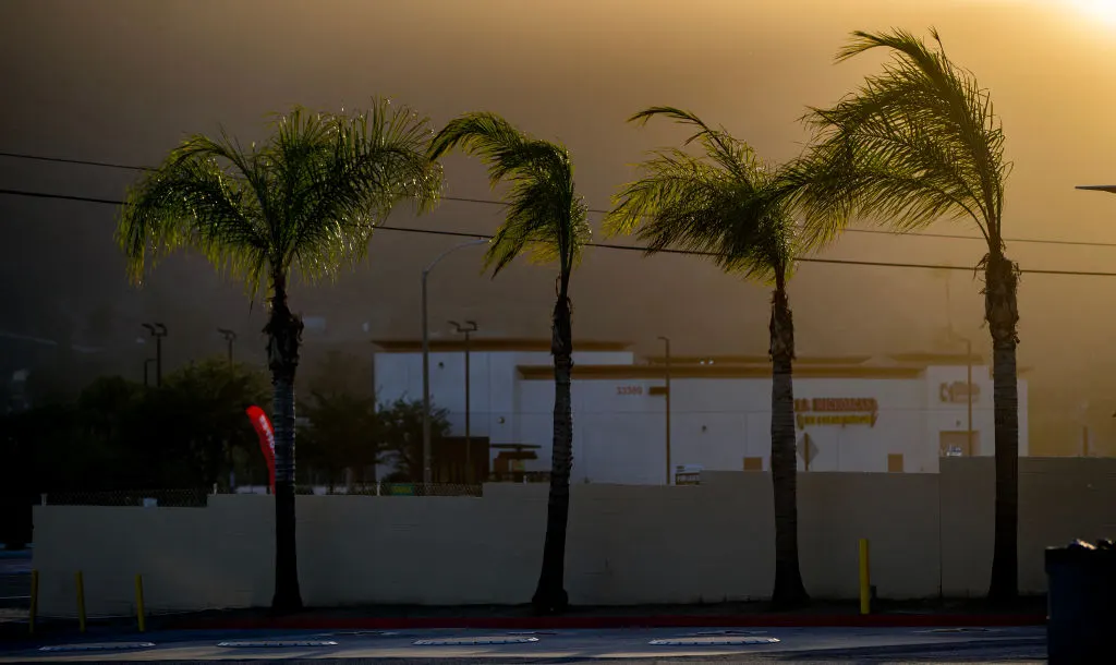 Palm trees bending in strong wind at sunset in hazy orange light, with a commercial building behind a wall.
