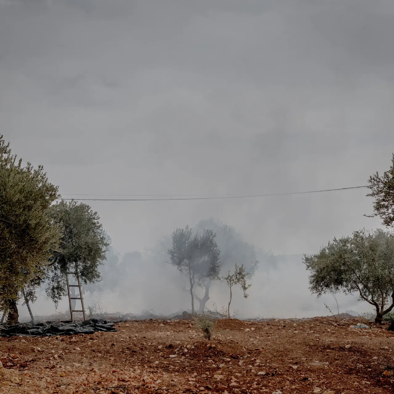 Smoke drifts over olive trees and a dry rocky field, with a ladder and tarp.