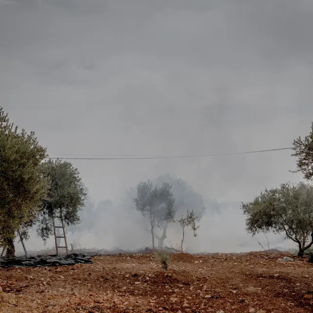 Smoke drifts over olive trees and a dry rocky field, with a ladder and tarp.
