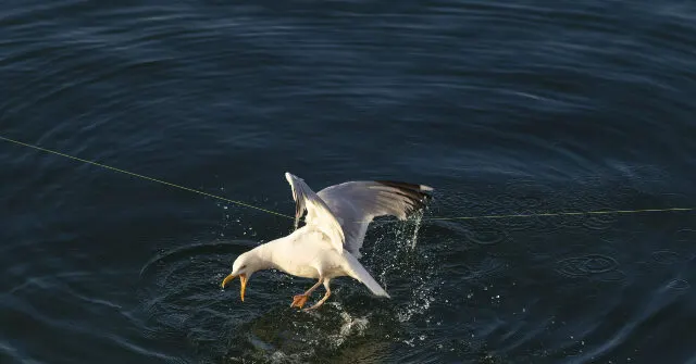 A white seagull with fishing line dives into dark rippling water, splashing.
