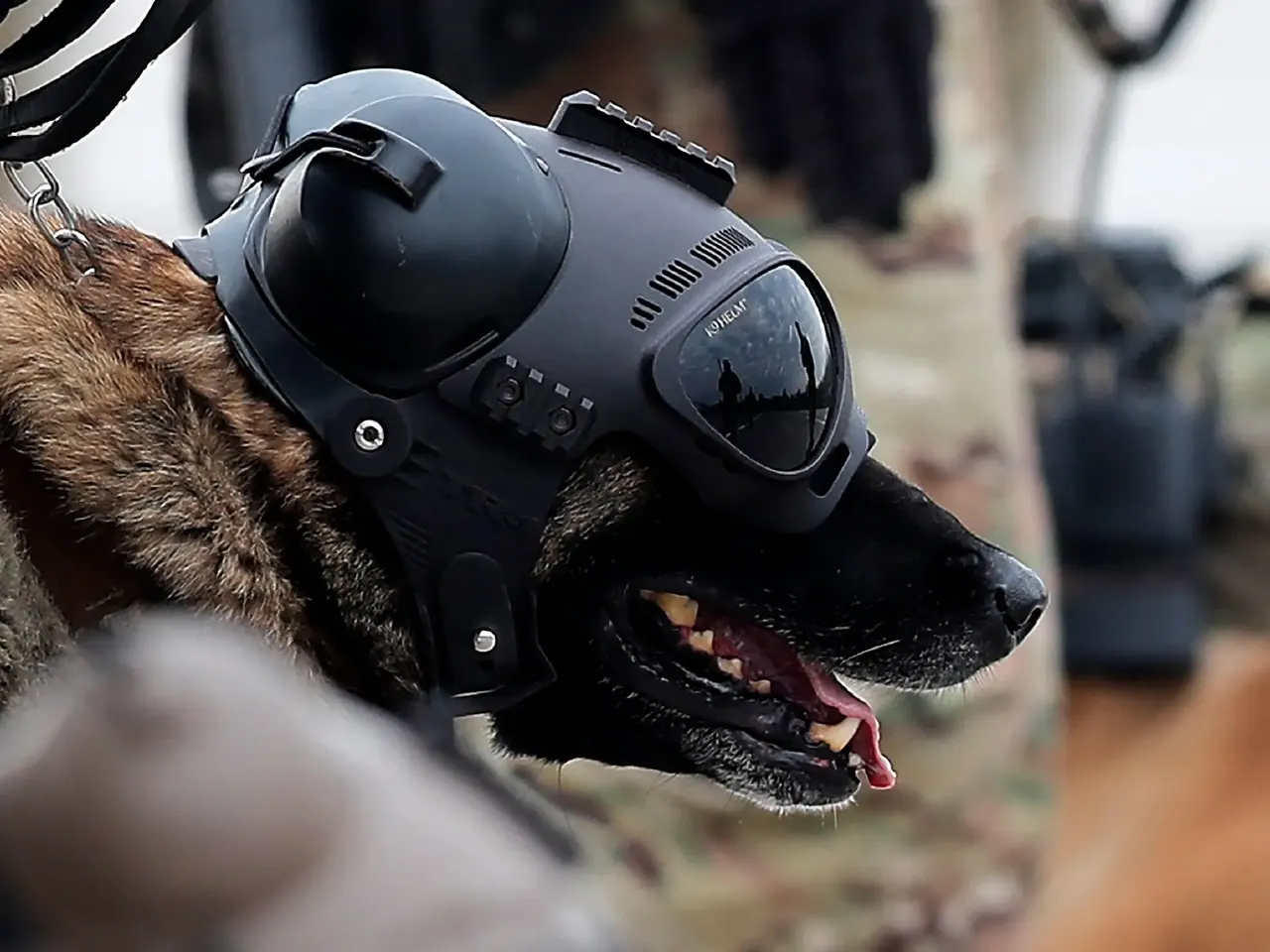 Dog wearing black tactical goggles and helmet-style protective gear, with camouflage uniform blurred behind.