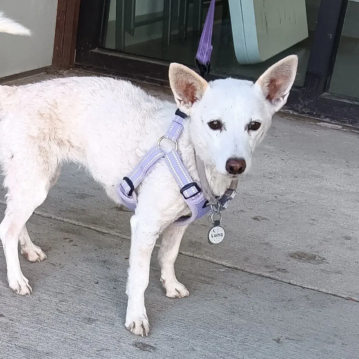 White dog in lavender harness with tag reading Luna, standing on concrete outside a building.