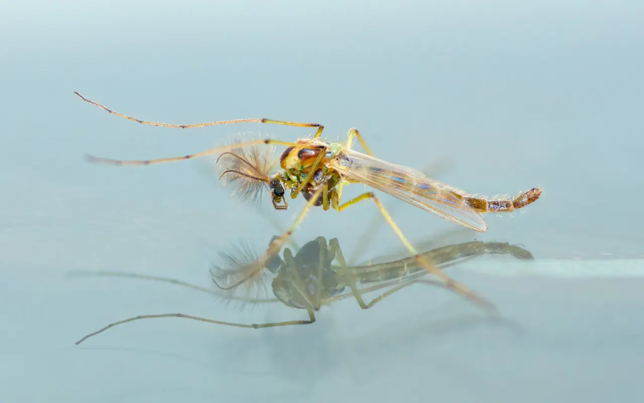 Macro photo of a mosquito-like insect with reflection on a pale blue surface