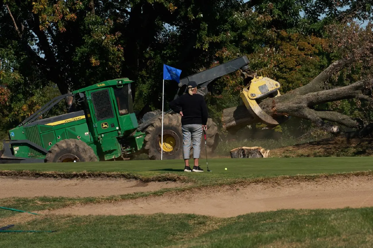 Man putting on golf green while green tree-clearing machine removes a large tree nearby
