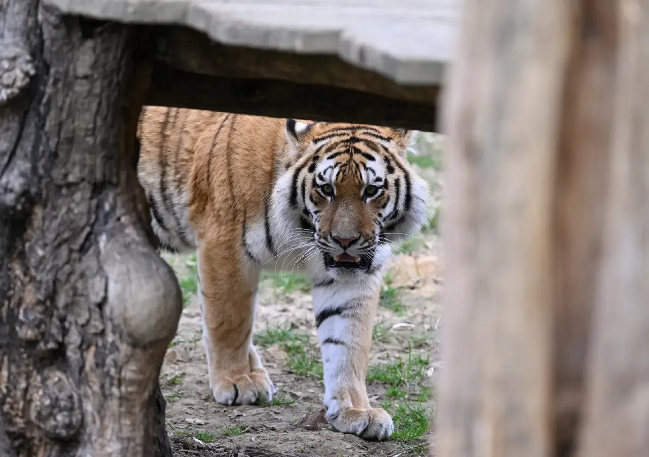 Tiger walking toward camera between wooden posts and a log, in an enclosure.