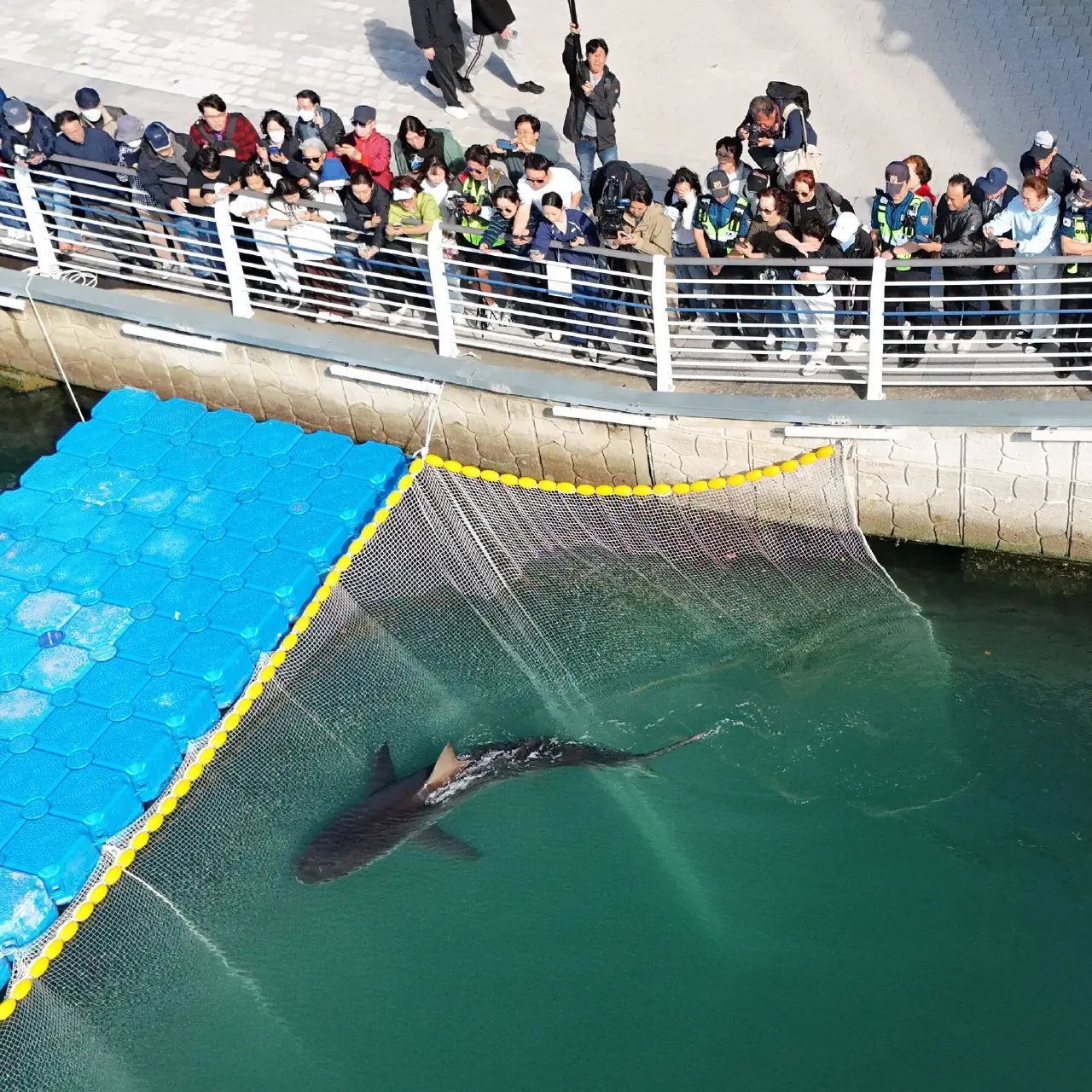 Shark swimming in a net-enclosed canal as crowds and officials watch from a railing above.