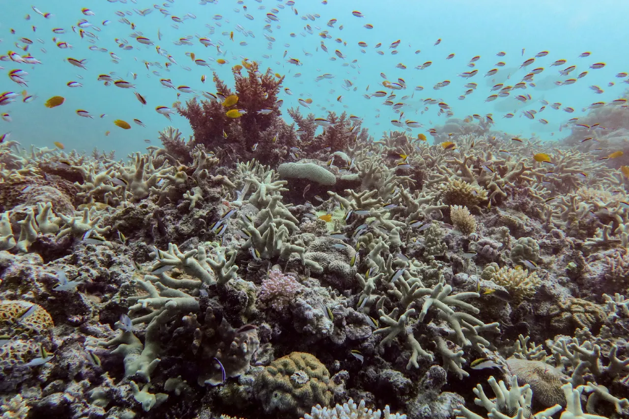 Underwater view of a bleached, pale coral reef with schools of small reef fish above.
