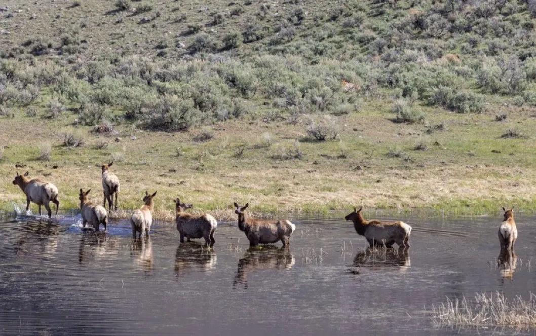 Herd of elk wading through a shallow lake beside a sagebrush hillside.