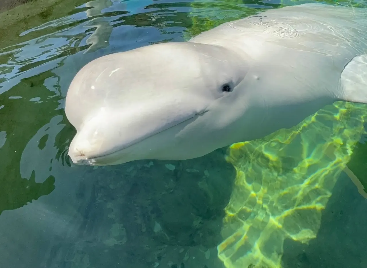 White beluga whale swimming close to the camera in green water