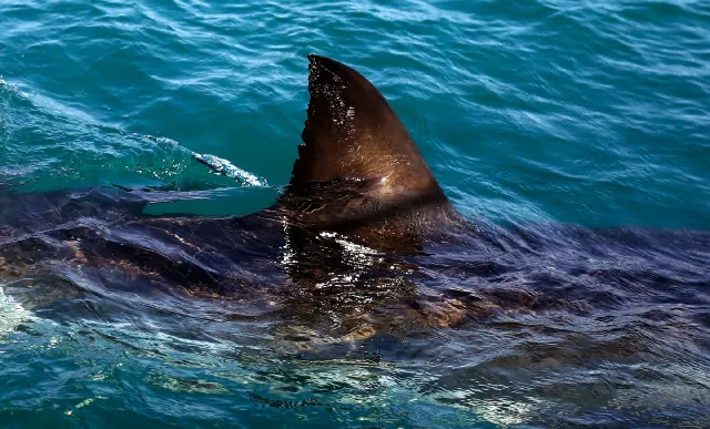 Large shark dorsal fin and dark body break the surface of blue ocean water