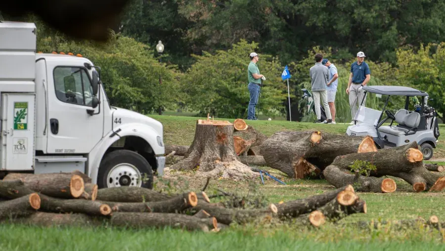Cut tree logs and stump on golf course beside a white truck, with golfers and cart nearby.